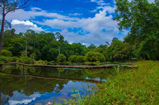 Taliwas in Danum Valley