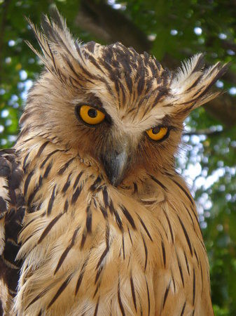 Taman Burung Pulau Pinang
