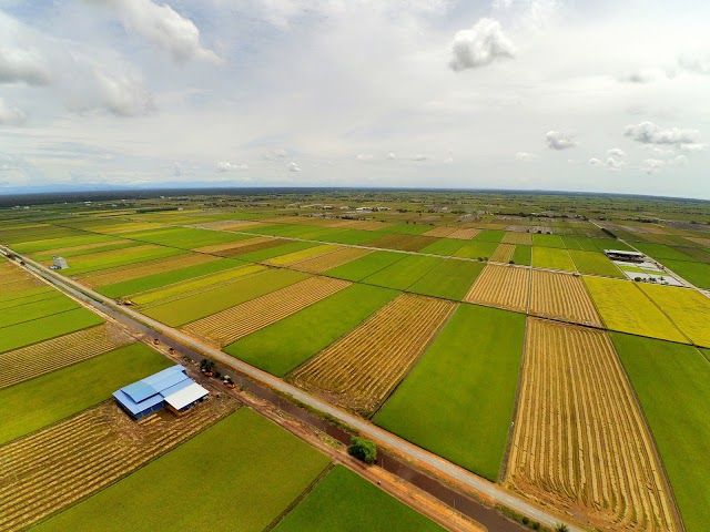 Sekinchan Paddy Field